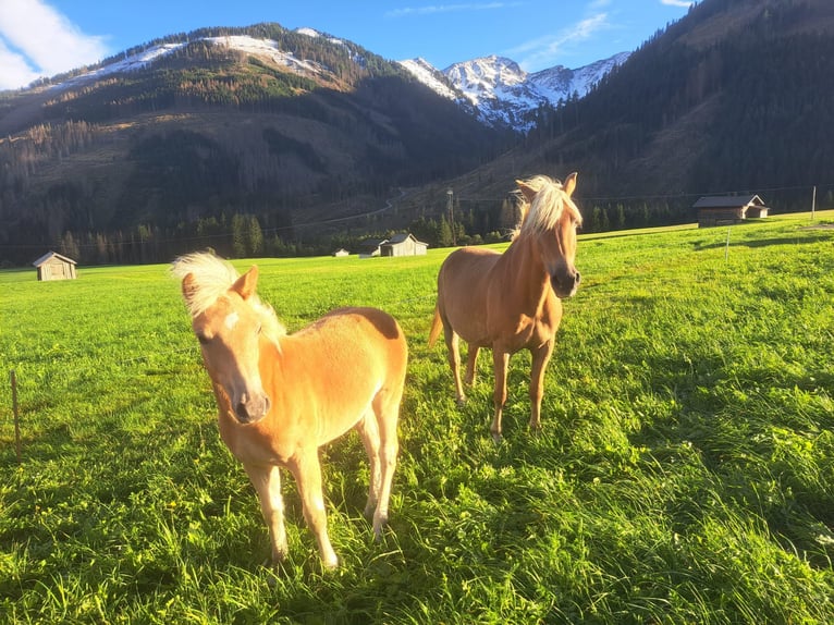 Haflinger Stallion 3 years in Obertilliach