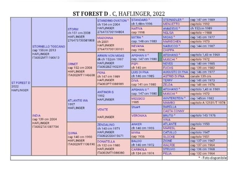 Haflinger Stallion 4 years 14.1 hh Chestnut-Red in Marina Di Castellaneta