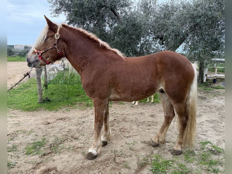Haflinger Stallion 4 years 14,1 hh Chestnut-Red in Marina Di Castellaneta