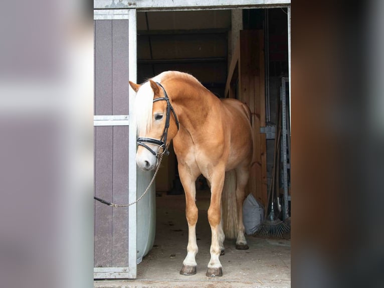 Haflinger Stallion 4 years 15 hh Chestnut-Red in Alzingen