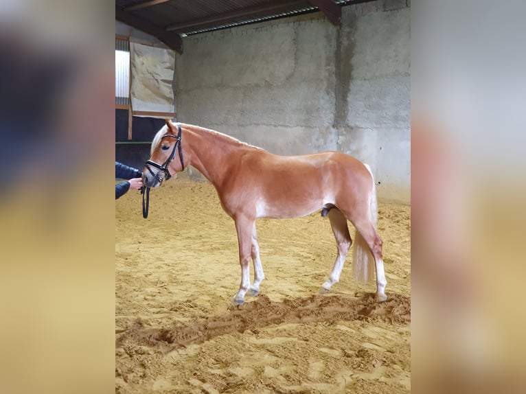Haflinger Stallion 4 years 15 hh Chestnut-Red in Alzingen