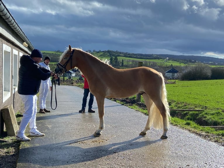 Haflinger Stallion 4 years 15 hh Chestnut-Red in Alzingen