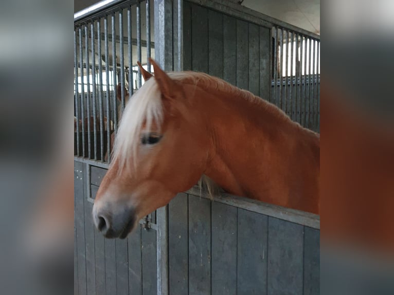 Haflinger Stallion 4 years 15 hh Chestnut-Red in Alzingen