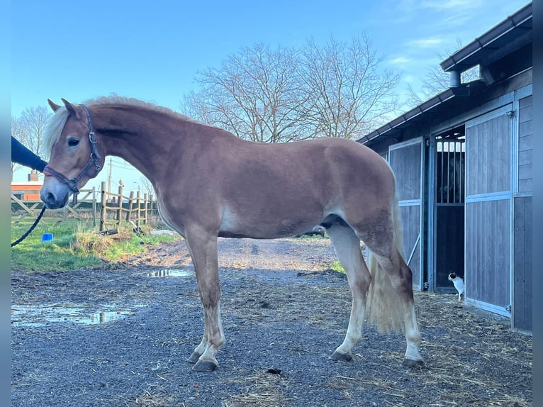 Haflinger Stallion 4 years 15 hh Chestnut-Red in Alzingen