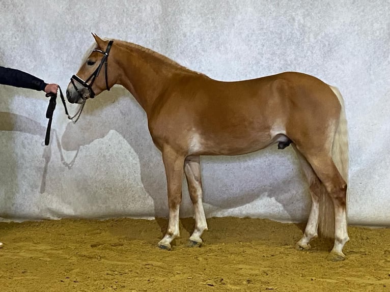 Haflinger Stallion 4 years 15 hh Chestnut-Red in Alzingen