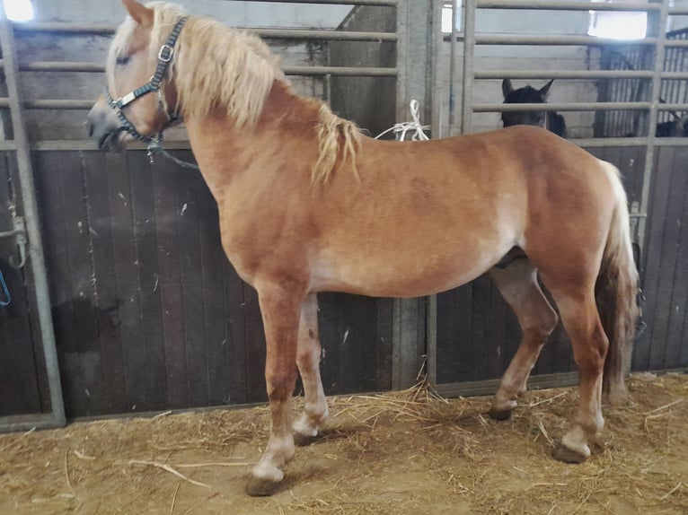Haflinger Stallion 4 years 15,1 hh Chestnut-Red in Niederzier Haflinger Stallion 4 years 15,1 hh Chestnut-Red in Niederzier