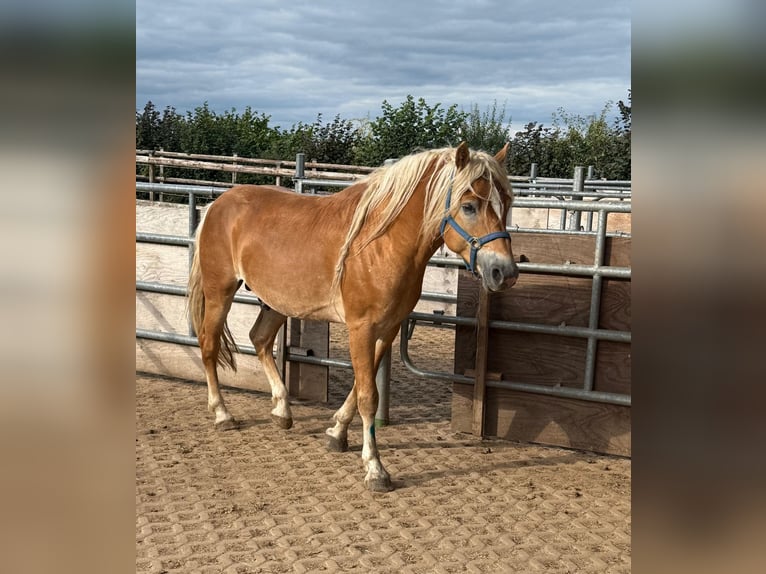 Haflinger Stallion 4 years 15,2 hh Chestnut-Red in Daleiden