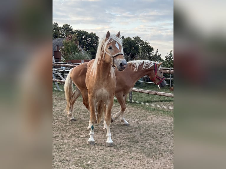 Haflinger Stallion 4 years 15,2 hh Chestnut-Red in Daleiden