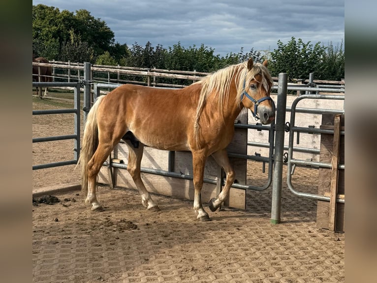 Haflinger Stallion 4 years 15,2 hh Chestnut-Red in Daleiden