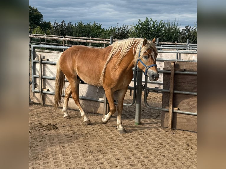 Haflinger Stallion 4 years 15,2 hh Chestnut-Red in Daleiden