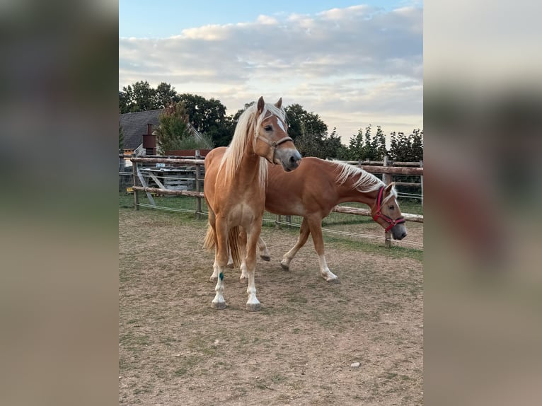 Haflinger Stallion 4 years 15,2 hh Chestnut-Red in Daleiden