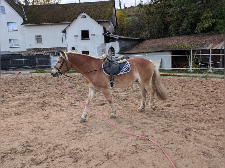 Haflinger Stallion 4 years Chestnut-Red in Morsbach