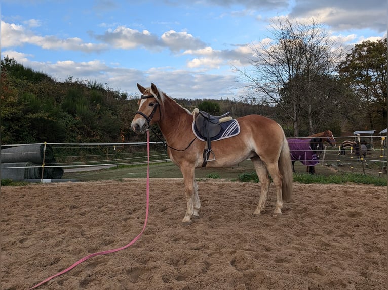 Haflinger Stallion 4 years Chestnut-Red in Morsbach