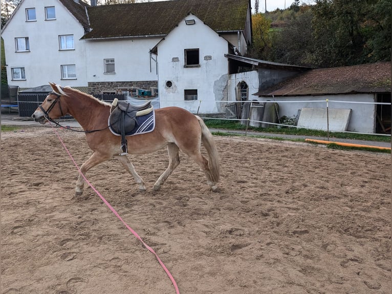 Haflinger Stallion 4 years Chestnut-Red in Morsbach