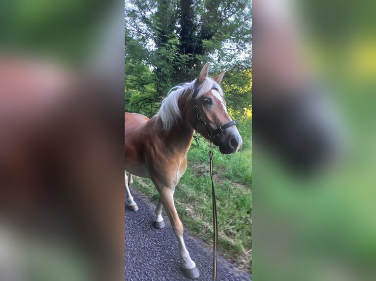 Haflinger Mix Stallion 5 years 13,2 hh Bay-Dark in Frankfurt am Main