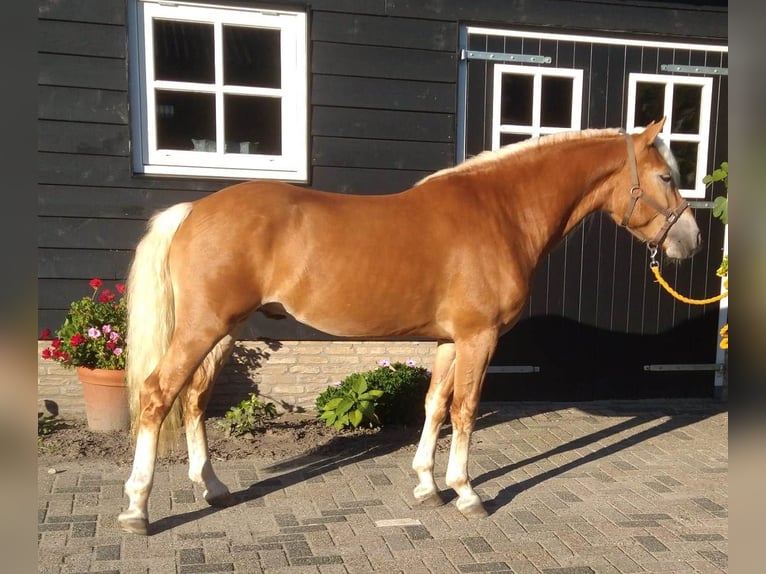 Haflinger Stallion 5 years 14,3 hh Chestnut-Red in Etten-Leur