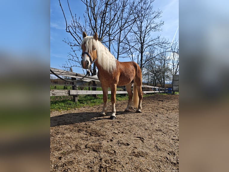 Haflinger Stallion 5 years 15 hh Chestnut in Ljubljana