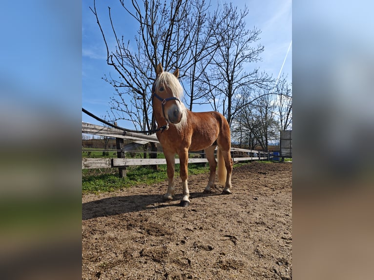 Haflinger Stallion 5 years 15 hh Chestnut in Ljubljana