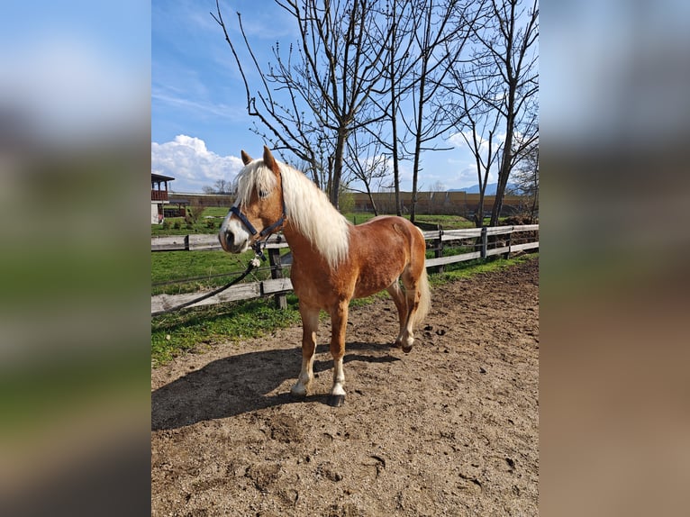 Haflinger Stallion 5 years 15 hh Chestnut in Ljubljana