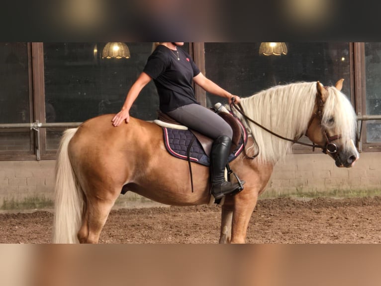 Haflinger Stallion 5 years 15 hh in Someren