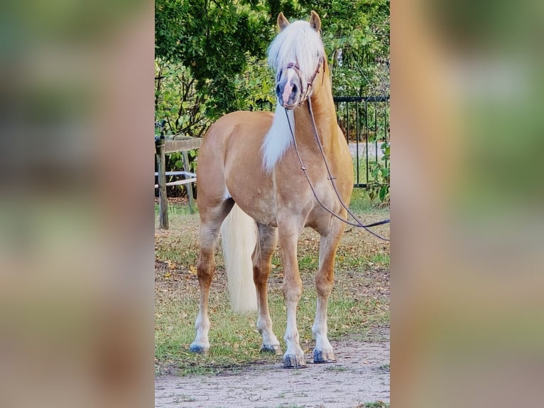 Haflinger Stallion 5 years 15 hh in Someren