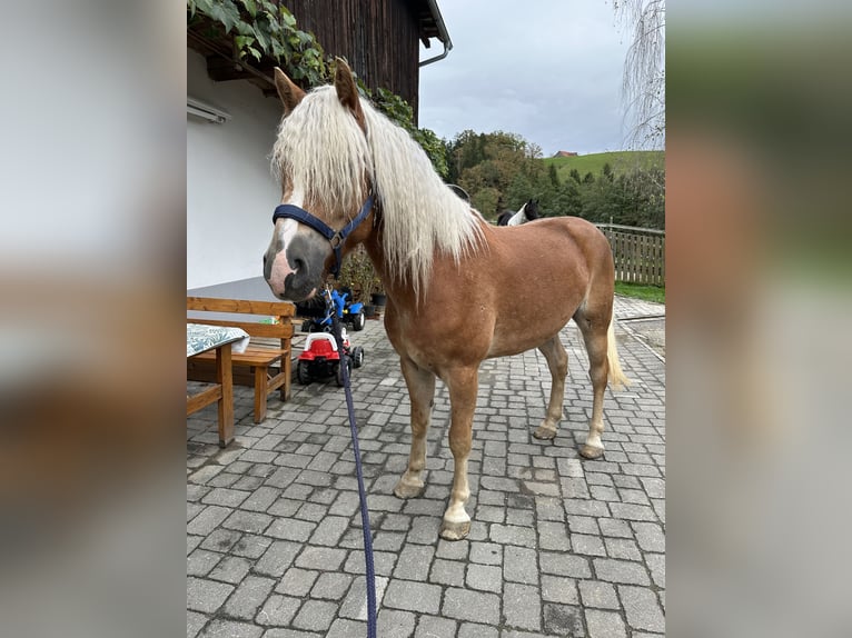 Haflinger Stallion 5 years 15 hh  in Voitsberg