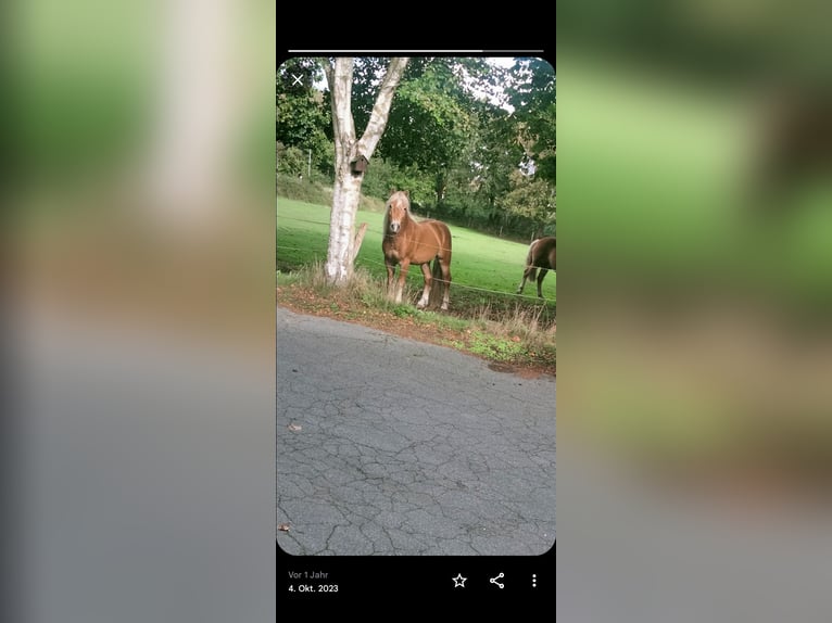Haflinger Stallion 6 years 13,3 hh Chestnut-Red in Wester-Ohrstedt
