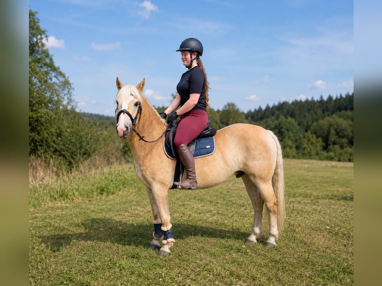 Haflinger Stallion 6 years 14.2 hh Chestnut-Red in Pelmberg