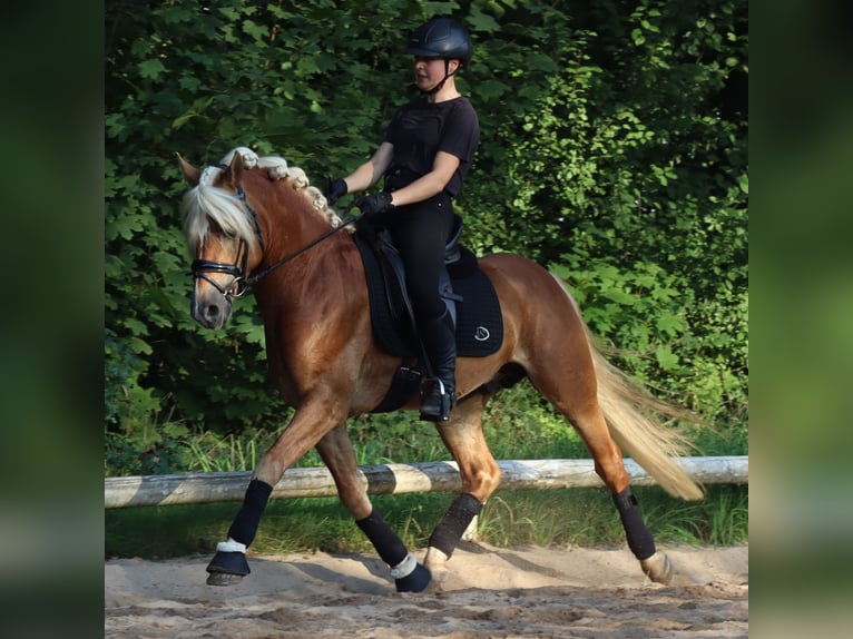 Haflinger Stallion 6 years 14,2 hh Chestnut-Red in Bayreuth