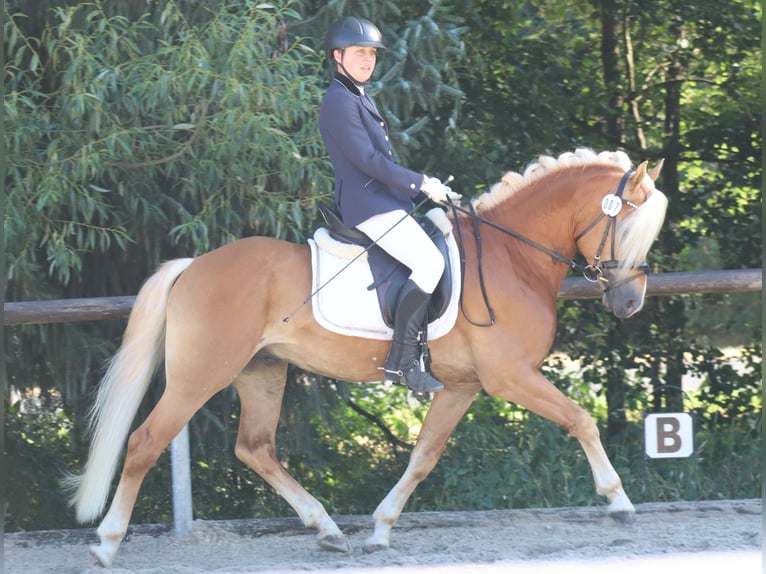 Haflinger Stallion 6 years 14,2 hh Chestnut-Red in Bayreuth