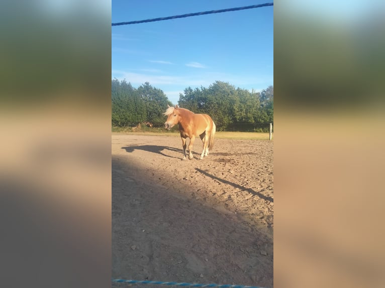 Haflinger Stallion 6 years 14,1 hh Bay-Dark in Wester-Ohrstedt