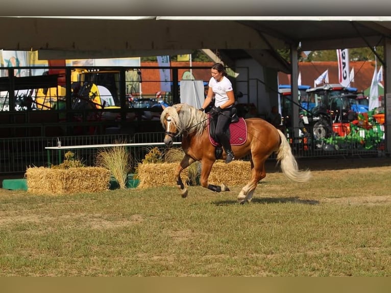Haflinger Stallion 6 years 14,2 hh Chestnut in Postojna