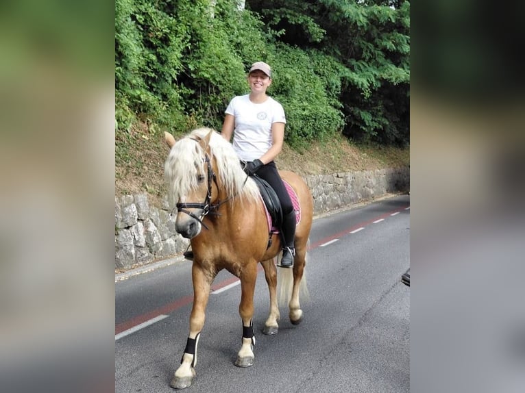 Haflinger Stallion 6 years 14,2 hh Chestnut in Postojna