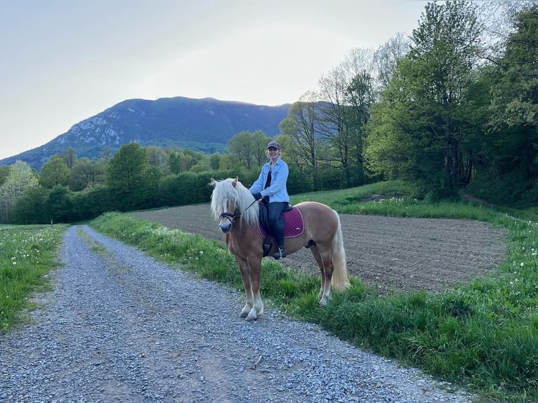 Haflinger Stallion 6 years 14,2 hh Chestnut in Postojna