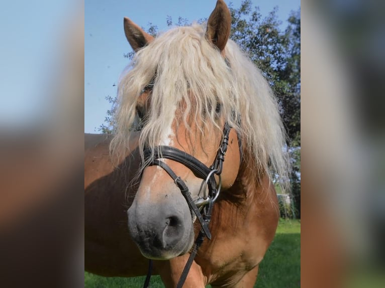 Haflinger Stallion 6 years 14,2 hh Chestnut in Postojna