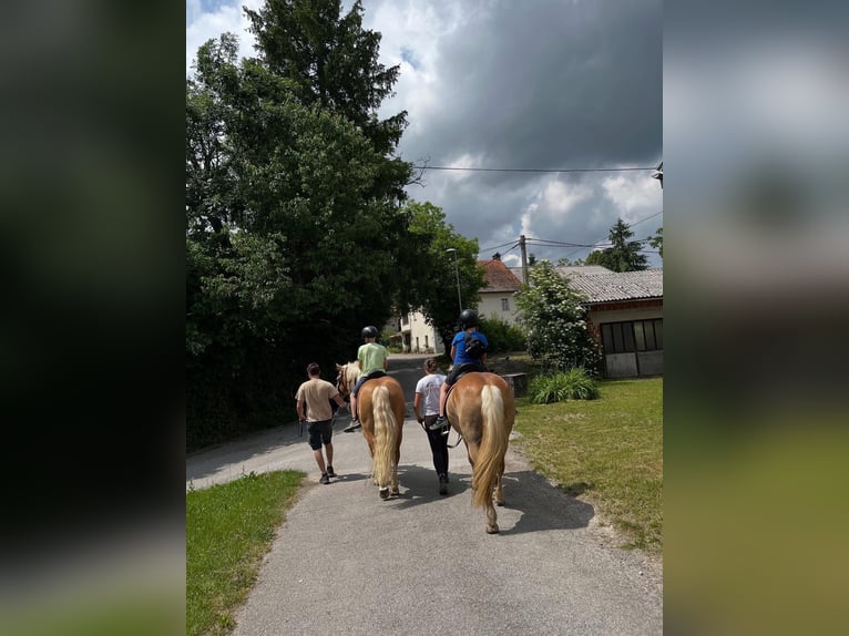 Haflinger Stallion 6 years 14,2 hh Chestnut in Postojna