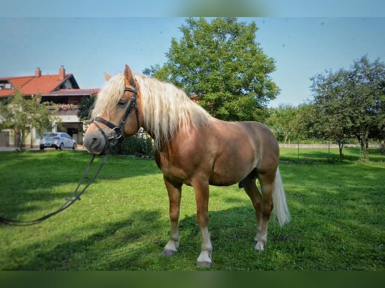 Haflinger Stallion 6 years 14,2 hh Chestnut in Postojna