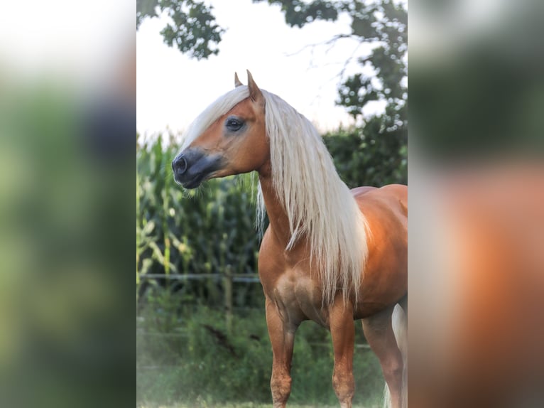 Haflinger Stallion 7 years 14,2 hh Chestnut-Red in Rochau