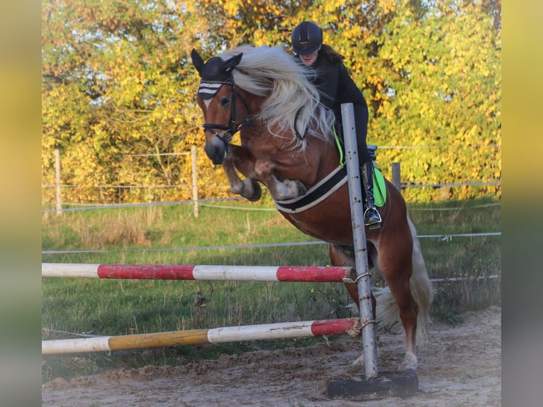 Haflinger Stallion 7 years 14,2 hh Chestnut-Red in Rochau