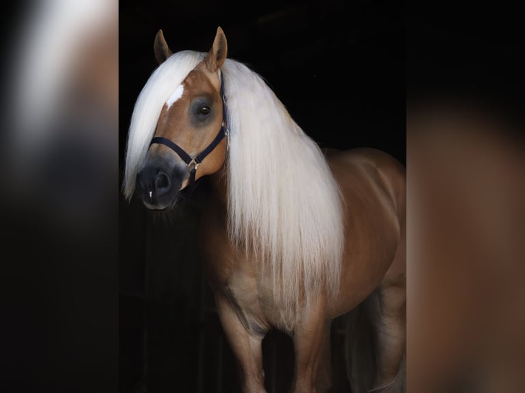 Haflinger Stallion 7 years 14,2 hh Chestnut-Red in Rochau