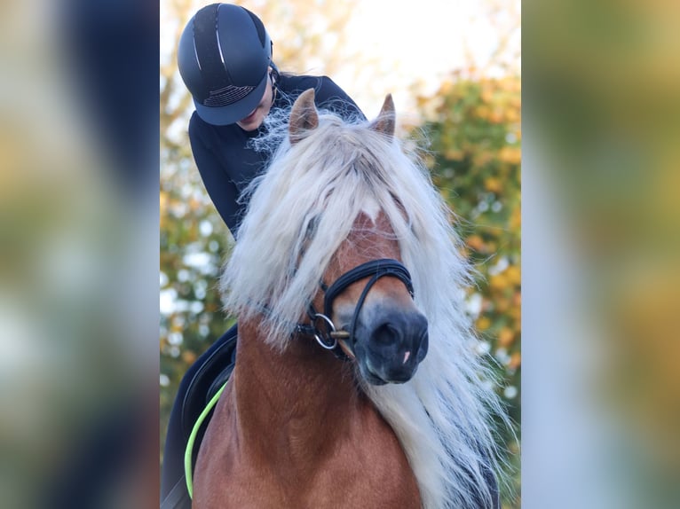 Haflinger Stallion 7 years 14,2 hh Chestnut-Red in Rochau