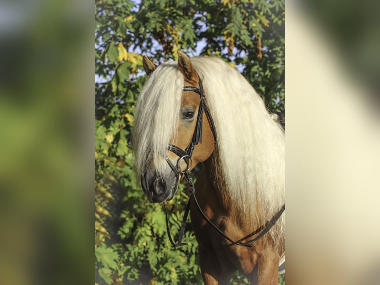 Haflinger Stallion 7 years 14,2 hh Chestnut-Red in Rochau