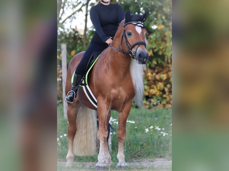 Haflinger Stallion 7 years 14,2 hh Chestnut-Red in Rochau