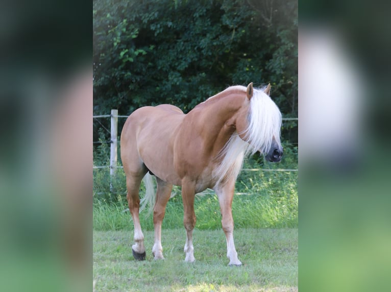 Haflinger Stallion 7 years 14,2 hh Chestnut-Red in Rochau