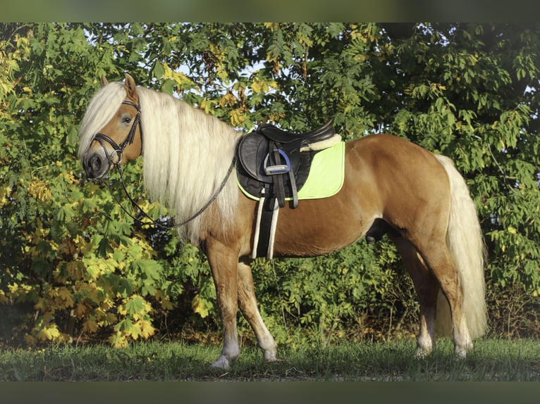 Haflinger Stallion 7 years 14,2 hh Chestnut-Red in Rochau
