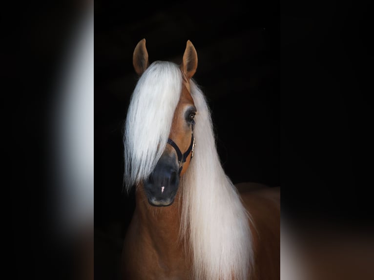Haflinger Stallion 7 years 14,2 hh Chestnut-Red in Rochau