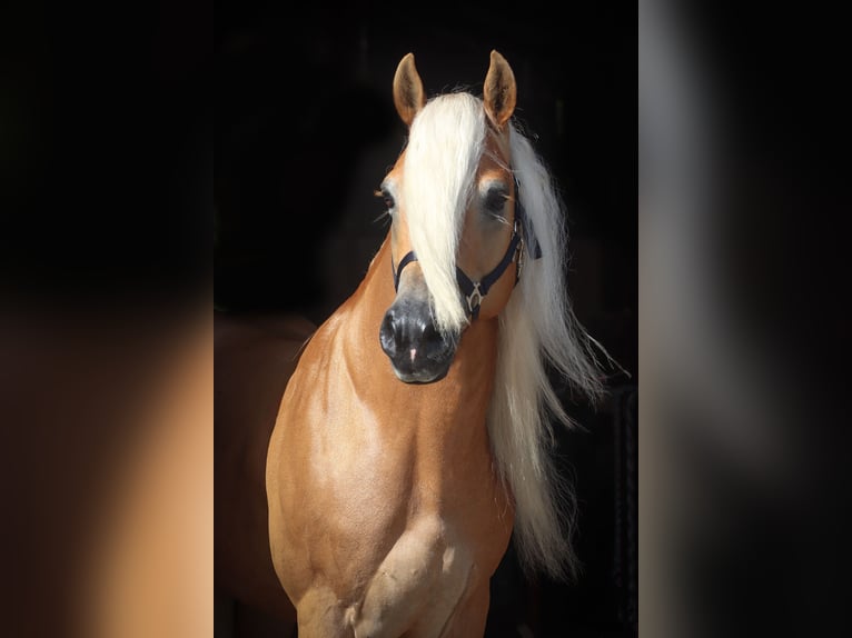 Haflinger Stallion 7 years 14,2 hh Chestnut-Red in Rochau