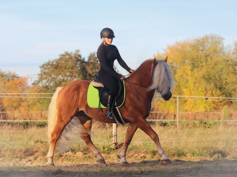 Haflinger Stallion 7 years 14,2 hh Chestnut-Red in Rochau