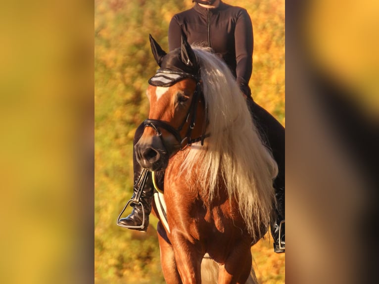 Haflinger Stallion 7 years 14,2 hh Chestnut-Red in Rochau