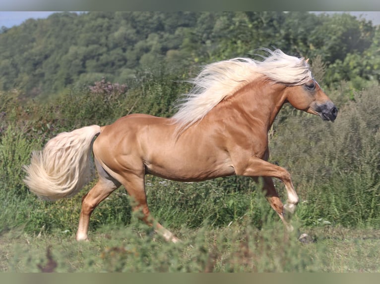 Haflinger Stallion 7 years 14,2 hh Dun in Rochau